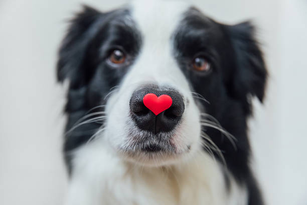 Pet gifts